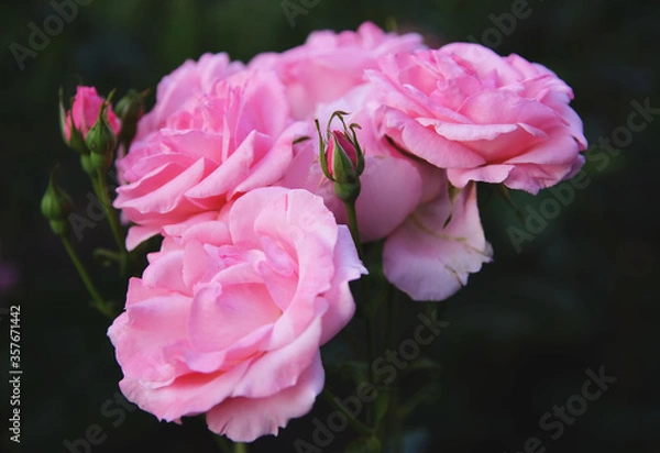Obraz Pink roses on a dark background