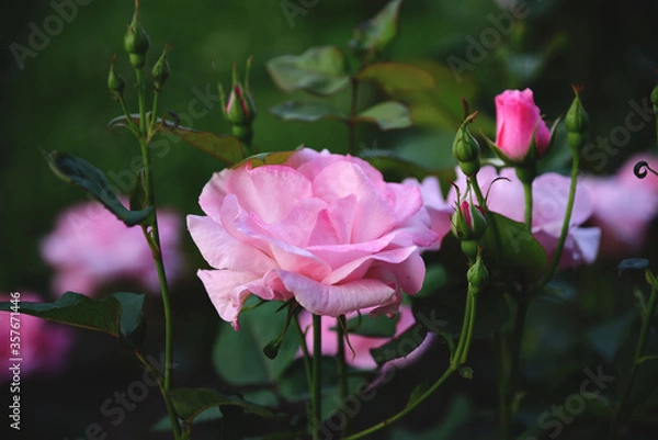 Obraz Pink roses on a dark background