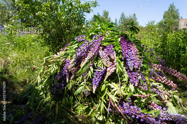 Fototapeta Plants and flowers of lupine are picked and stacked for composting in a clearing on a summer sunny day. Lupine is a great siderat.