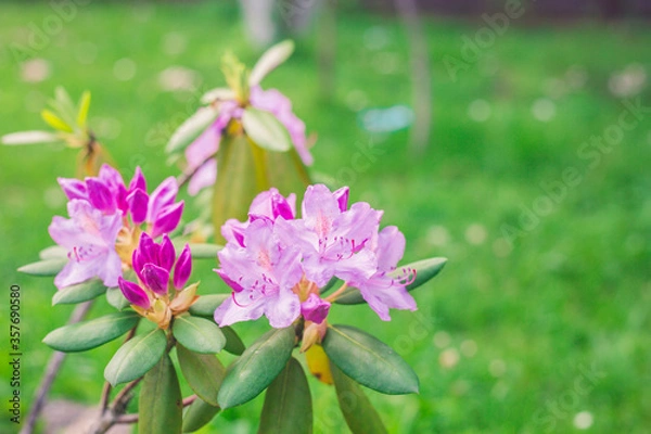 Fototapeta pink flowers in the garden