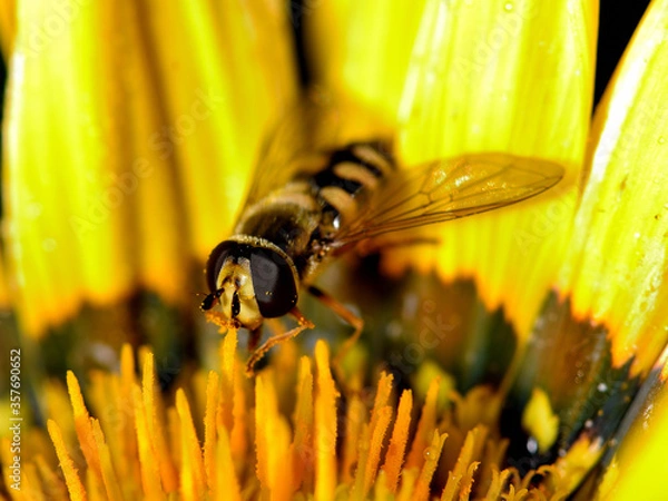 Fototapeta Yellow insect