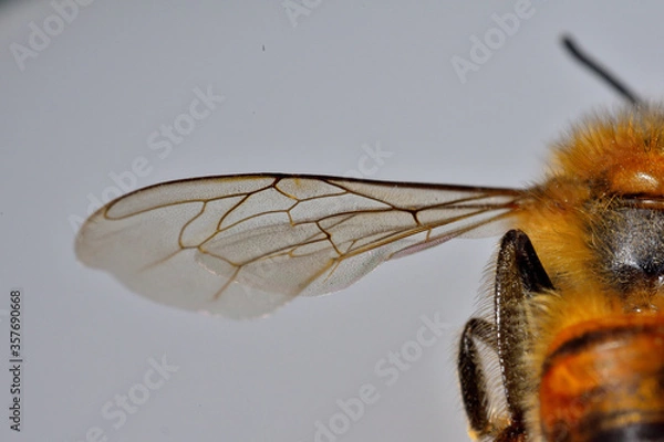 Fototapeta Bee wing