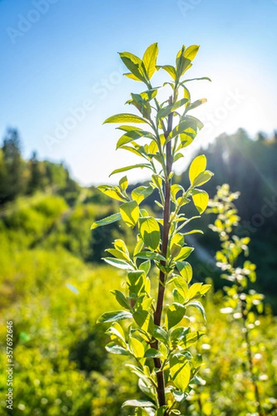 Obraz tree branch leaves leaf