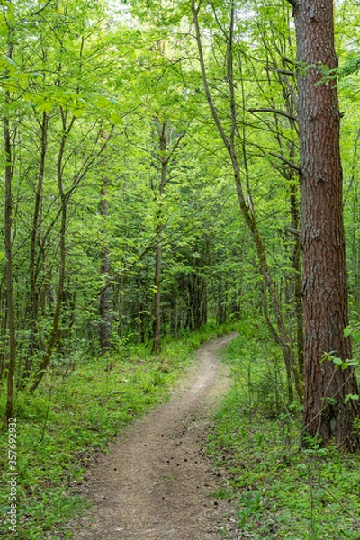 Obraz evening forest road pathway 