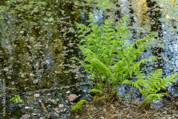 Obraz swamp evening water