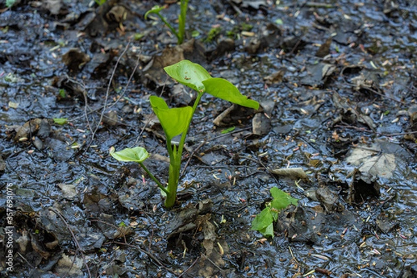 Obraz swamp evening water