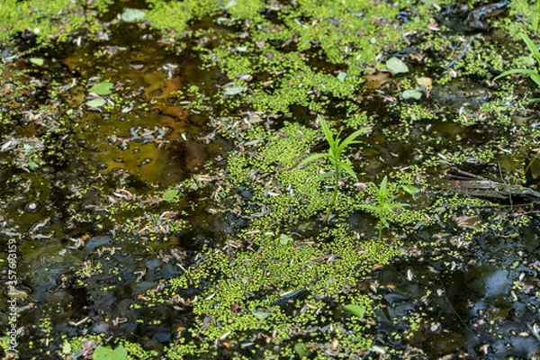 Obraz swamp evening water