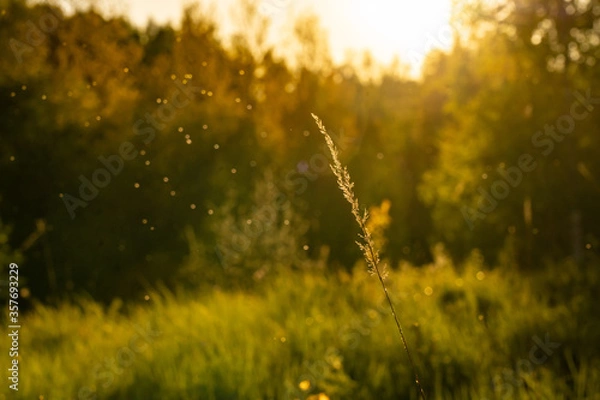 Obraz sunset sun evening forest trees 