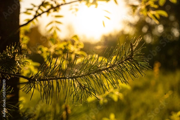 Obraz sunset sun evening forest trees 