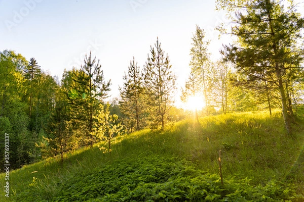 Obraz sunset sun evening forest trees