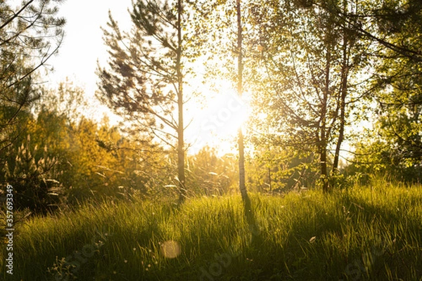Obraz sunset sun evening forest trees