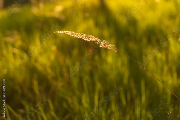 Obraz sunset sun evening ear spike