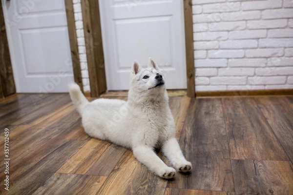 Fototapeta Siberian husky puppy at home lying on the floor. lifestyle with dog