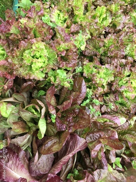 Fototapeta Lettuce Plants Background. View from above
