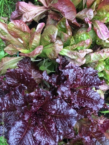 Fototapeta Lettuce Plants Background. View from above