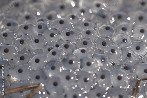 Obraz Frog Toad Spawn Texture Macro Bright Mountain Light