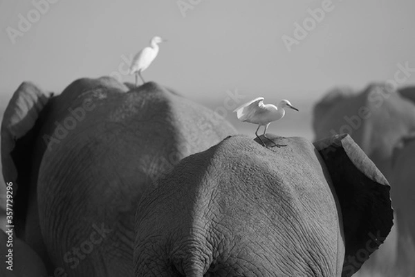 Obraz Elephant Group Amboseli - Big Five Safari -Herons African bush elephant Loxodonta africana