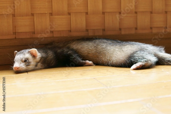 Fototapeta フェレット