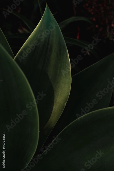Obraz Close up of green succulent leaves