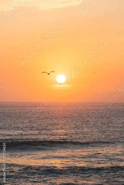 Obraz Bird flying over sea during sunset
