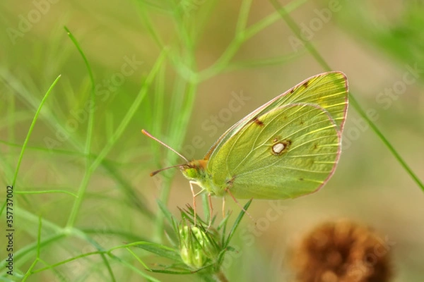 Obraz Closeup beautiful butterfly in a summer garden

