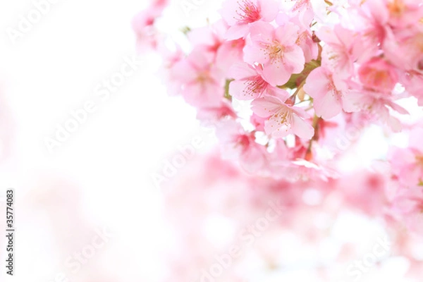 Obraz ピンクが綺麗なヒガンザクラ