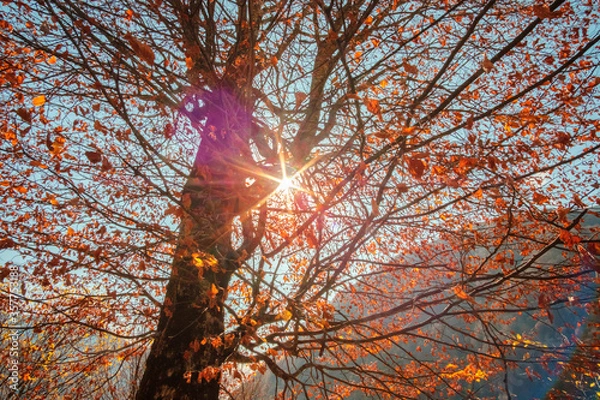 Obraz Sunlight breaks through the branches of a tree with orange leaves