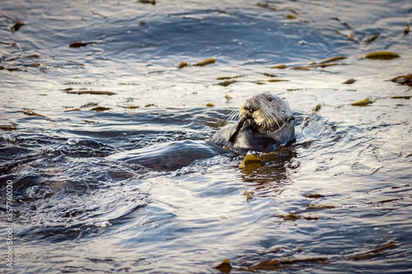 Obraz Pacific Sea Otter swimming, diving, and eating shellfish in the kelp beds in Coastal California