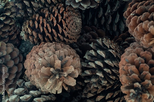 Fototapeta Pinecones
