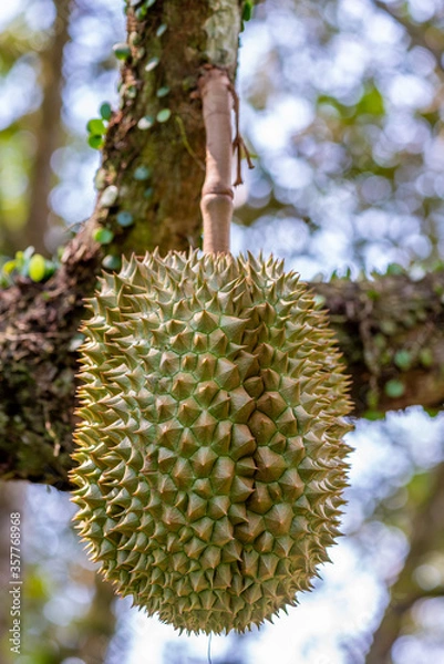 Obraz durians on the durian tree in organic durian orchard.