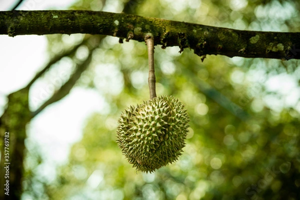 Obraz durians on the durian tree in organic durian orchard.