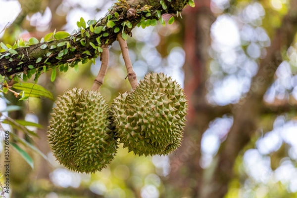 Obraz durians on the durian tree in organic durian orchard.