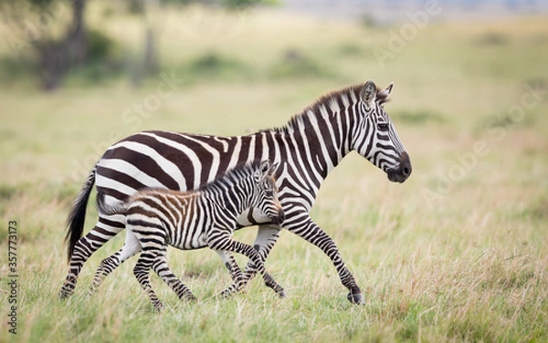 Obraz Zebra female and baby running together in Masai Mara plains Kenya
