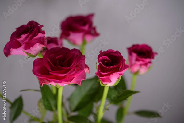 Fototapeta スプレーバラ