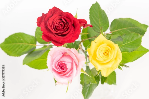 Fototapeta ３本のバラ