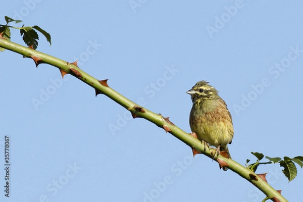 Obraz Emberiza cirlus - Bruant zizi - Cirl Bunting