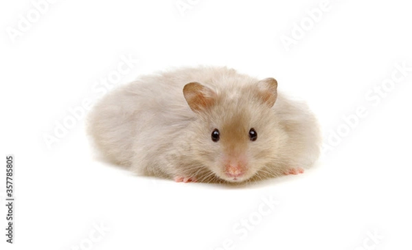 Obraz Hamster isolated on white background