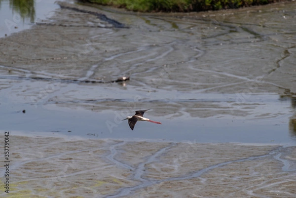 Obraz 干潟の風景・生き物　　セイタカシギ