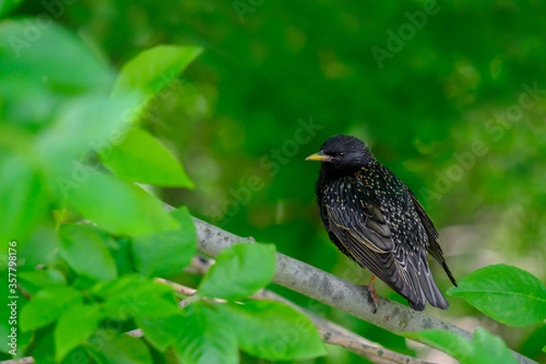 Fototapeta Common starling on a branch on a summer day. Heavily blurred green background. Beautiful warbler with black spotted plumage. Fauna of European nature.