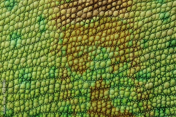 Obraz Skóra jaszczurki