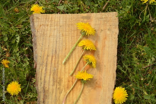 Obraz Picked dandelions