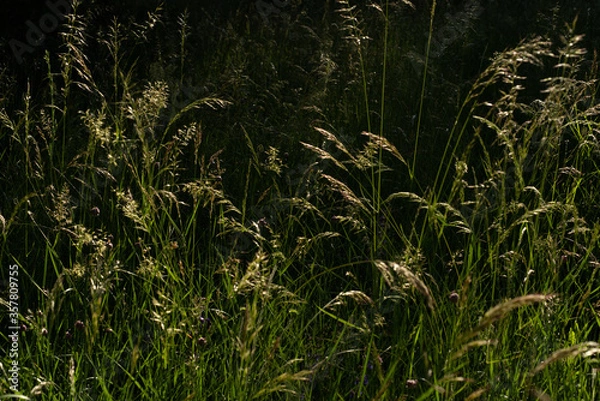 Fototapeta Beautiful close-up of the grass in the meadow seen from the ground