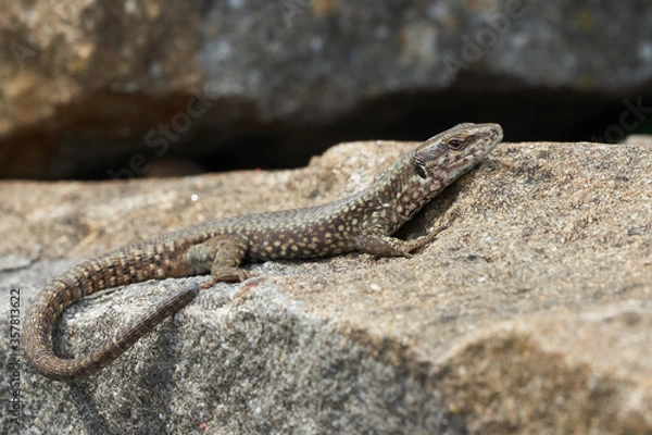 Obraz common wall lizard podarcis muralis Reptile Close up Portrait Clear