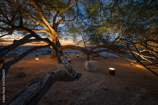 Obraz Beautiful sunset view from Tree of Life, Bahrain. The Tree of Life in Bahrain is a 9.75 meters high Prosopis cineraria tree that is over 400 years old