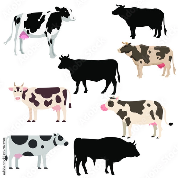 Fototapeta Collection of the various vector of cows isolated on white background