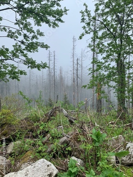 Obraz trees in the forest
