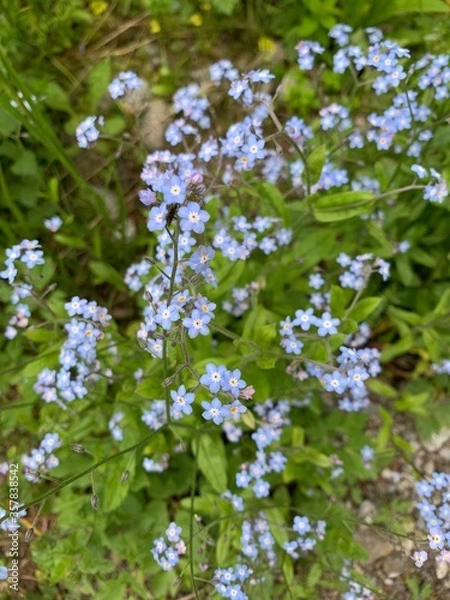 Fototapeta blossoming apple tree