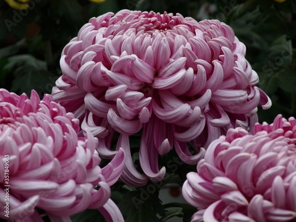 Fototapeta 大輪の菊花