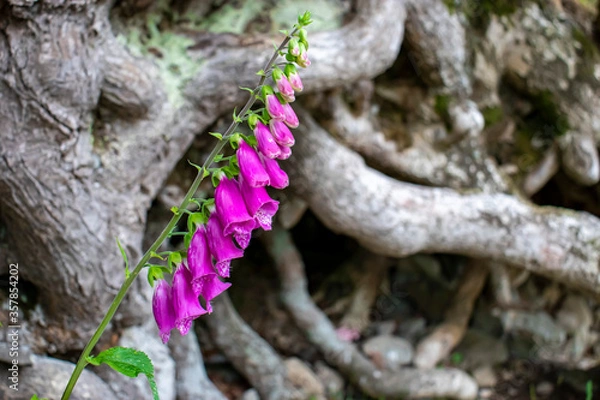 Fototapeta Wild Foxglove next to tree roots.