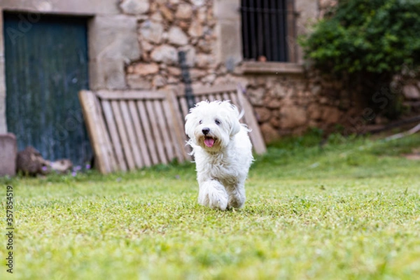Fototapeta Maltese dog on a spring day